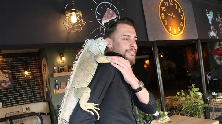 Yozgat'ta kafe işletmecisi müşterilerini omzunda iguana ile karşılıyor