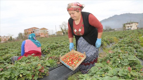 Yüksek sıcaklıklar çilek hasadında süreyi uzattı