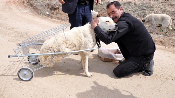 Yürüyemeyen köpeğe pazar arabasından yürüteç yaptı