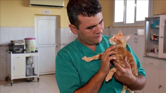 Yürüyen merdivende yaralanan kedi yavrusu sağlığına kavuştu