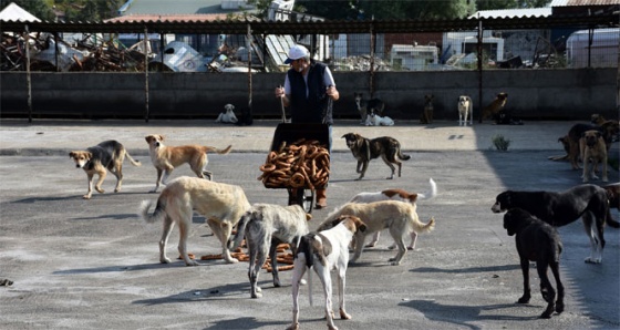 Zabıtanın el koyduğu simitler barınaktaki köpeklere verildi