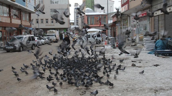 Zahirecilerin ilk müşterileri güvercinler