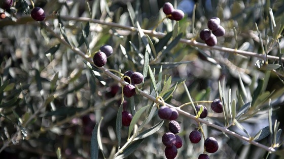 Zeytin ağacından toplandı, yağının kalitesi arttı