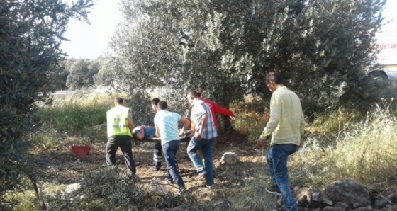 Zeytin ağacını ikiye bölen çekici tarlaya uçtu: 1 yaralı