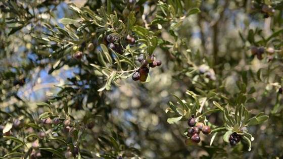 'Zeytin altındır, zeytinyağı da altının suyudur'