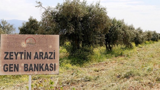 Zeytin çeşitlerine 'gen bankası' güvencesi