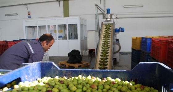 Zeytin hasadı başladı, hayalleri suya düşen üreticinin tadı kaçtı