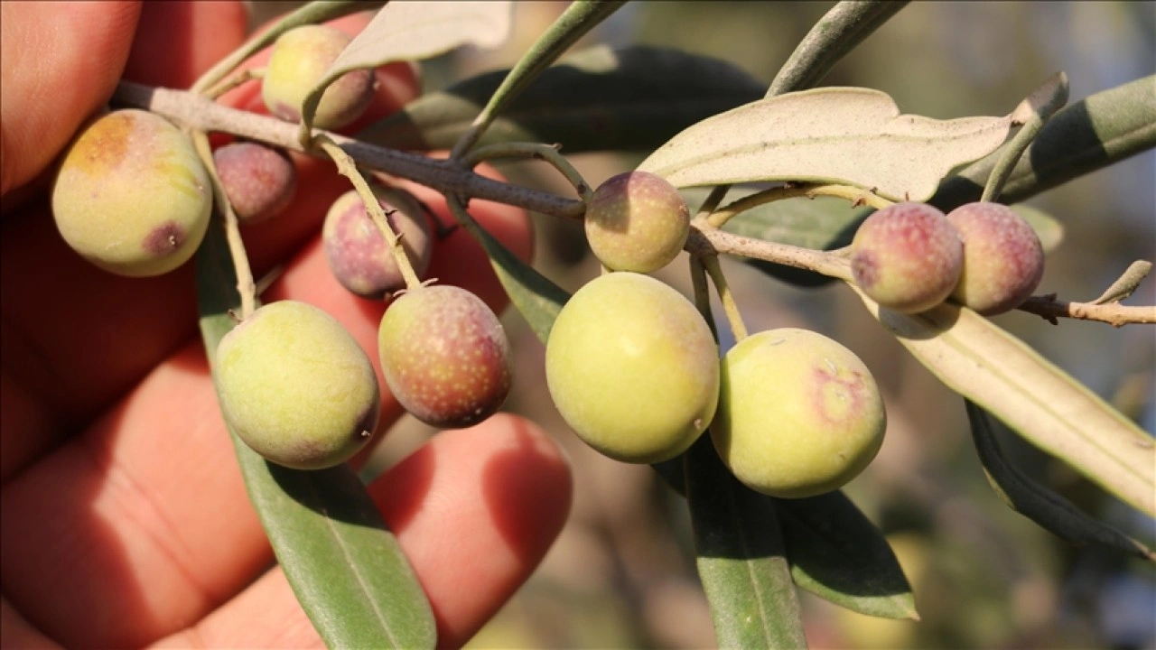 Zeytin üreticisi Kilis'ten zeytinyağında sahtecilik uyarısı