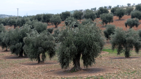 Zeytin üreticisinin yüzü gülüyor