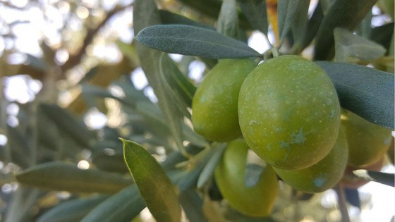 Zeytin üretiminde beklenti 2 milyon ton