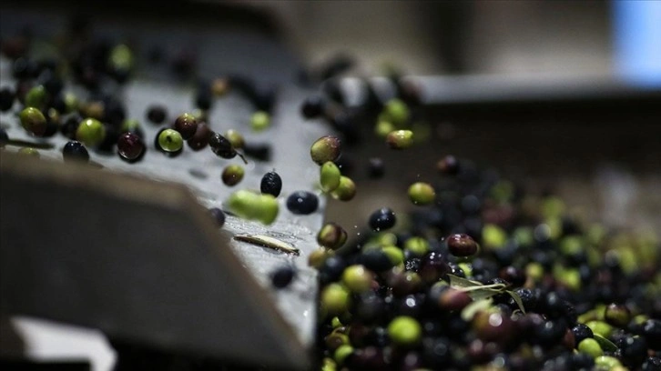 Zeytin ve zeytinyağı üretiminde sürdürülebilir tarım uygulamaları öne çıkıyor