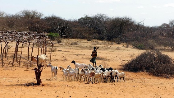 Zimbabve'de okul ücreti canlı hayvanla ödenebilecek