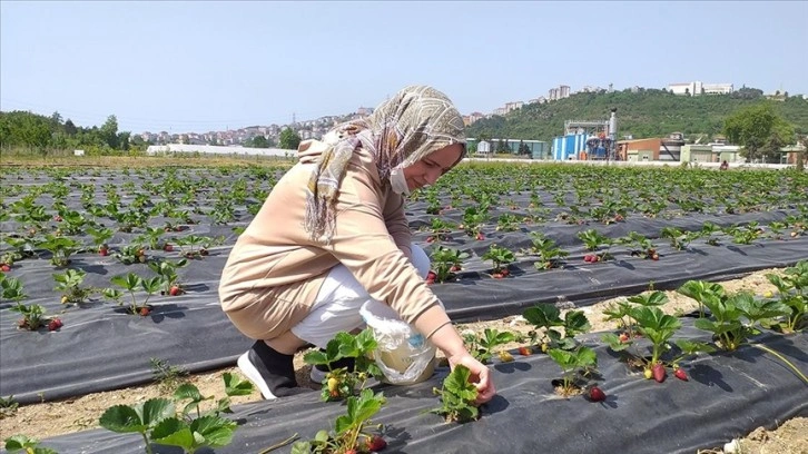 Zonguldak'ta müşteriler satın alacakları çilekleri kendileri topluyor