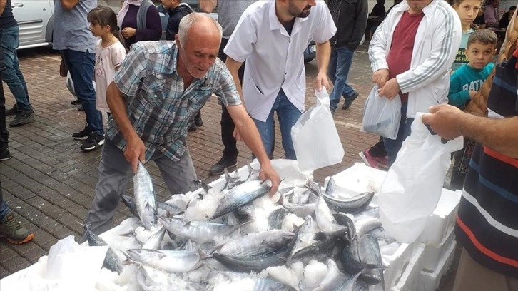 Zonguldak'ta palamut bolluğu fiyatlara yansıdı