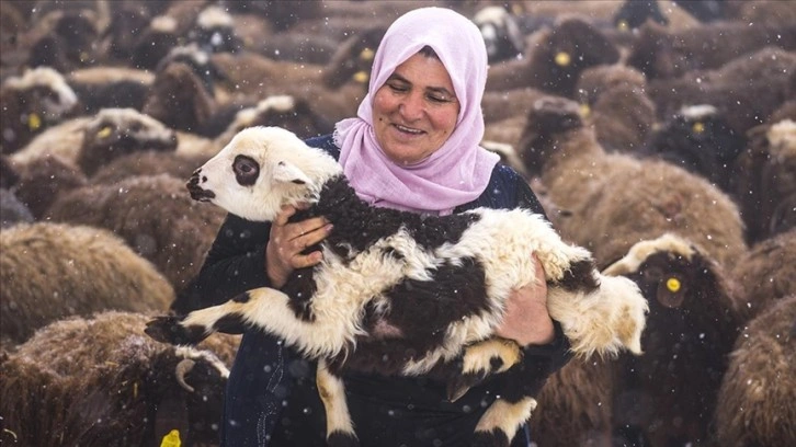 Zorlu kışın ardından doğan oğlak ve kuzular besicileri sevindirdi