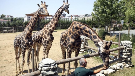 Zürafalara baba şefkatiyle bakıyor