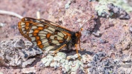 '12 bin yaşındaki' kelebek Ağrı Dağı'nda yeniden görüntülendi