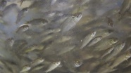 2 milyon 680 bin balık yavrusu baraja bırakıldı