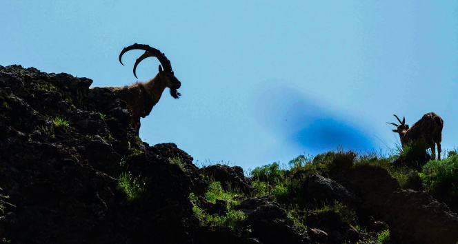 Dağ keçileri, bu sefer fotoğrafla avlandı