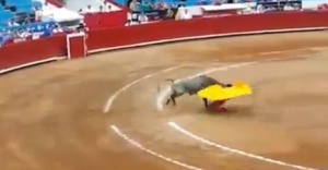Boğa matadorlara arenayı dar etti!