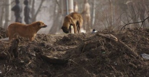 Sahipsiz köpekler Amerika’ya gönderildi