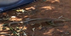 İguana yılana karşı: Kim yem oldu ?