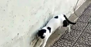 Kedi fareyle dakikalarca oynadı