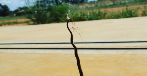 Minik örümcek zehirli yılanı kendine av yapmayı başardı