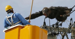 Firari şempanze elektrik tellerinde yakalandı