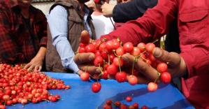 Kirazın fiyatı altını solladı