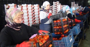 Mersin’den Irak’a günde 250 ton domates ihracatı