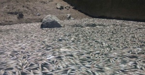 Bursa’da toplu balık ölümleri vatandaşı korkuttu