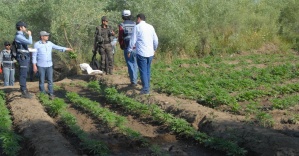 Diyarbakır’da dev uyuşturucu operasyonu: Tam 1 milyon kök