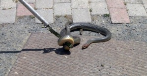 Şehir merkezinde yılan paniği
