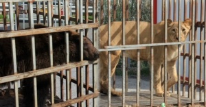 İstanbul’da AVM bahçesinde ayı ve aslan bulundu