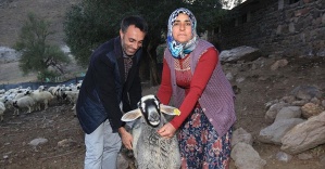 Erzurum'da çalınan kuzularını tesadüfen Bingöl'de buldu