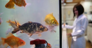 
İçme suyu zehirlenmelerine ''Japon balığı'' örneği
