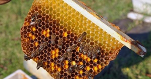'Bilimsel arıların balı' kilogramı 50 liradan satılıyor