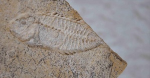 Dinozorlar döneminden kalma &#039;çok özel&#039; kılıç balığı fosili bulundu