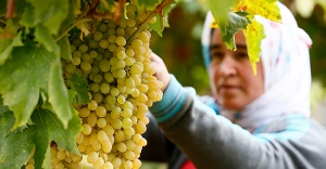 Dalında bekletilen üzüm kış sofralarını süsleyecek