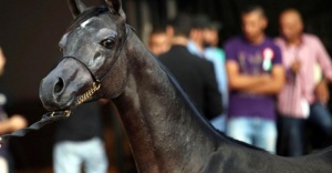 Filistin&#039;de, Safkan Arap Atları Güzellik Yarışması yapıldı