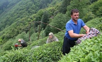 Yaş çay taban fiyatında talep açıklaması...