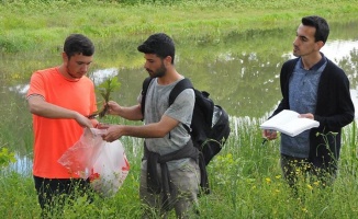 Sanayi merkezi Kocaeli, bilinmeyen nadir türlerin de ev sahibiymiş!