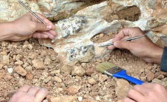 'Son Afrika dinozoru'nun fosili bulundu