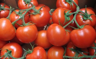 Rusya'dan domates ithalatına 'şartlı' yeşil ışık