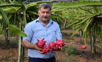 “Ejder meyvesi“ geçim kapısı oldu