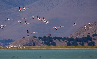 Van Gölü'nde flamingolar görsel şölen sunuyor