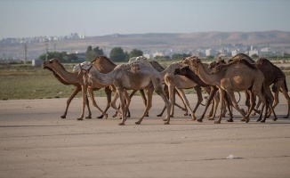 Şanlıurfa'da kurbanlık develer satışta