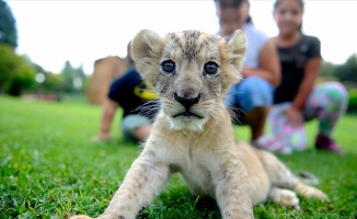 Aslan 'Cesur'a bebek bakımı