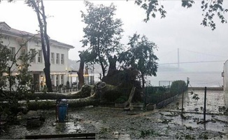 'Çengelköy çınarı' canlanıyor